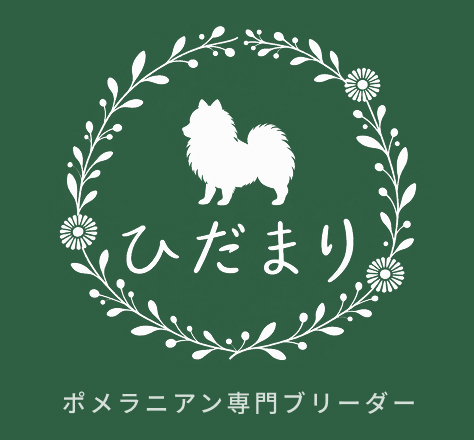 ポメラニアン専門ブリーダー ひだまり